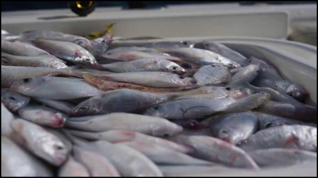 [Image: syuw44ug2oc2.png]