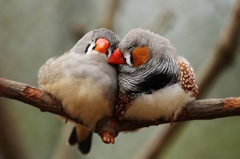 b028ce5f50504b76cf3debb901cd5811-zebra-finch-zebrasxxxxx.jpg