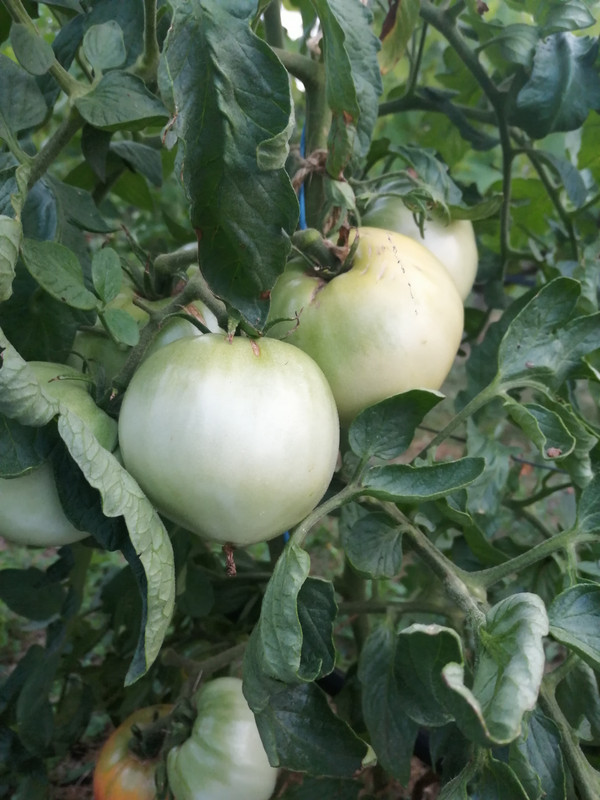 Lilleagro