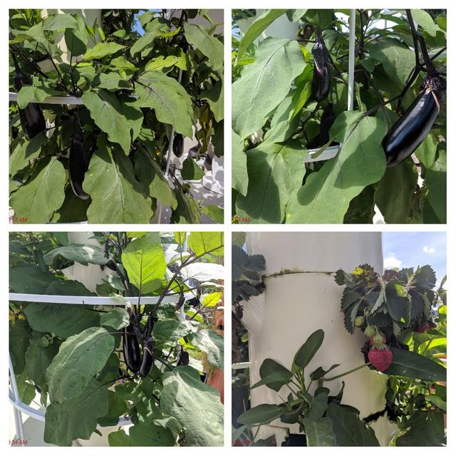 [Image: 20190511-120638-COLLAGE.jpg]