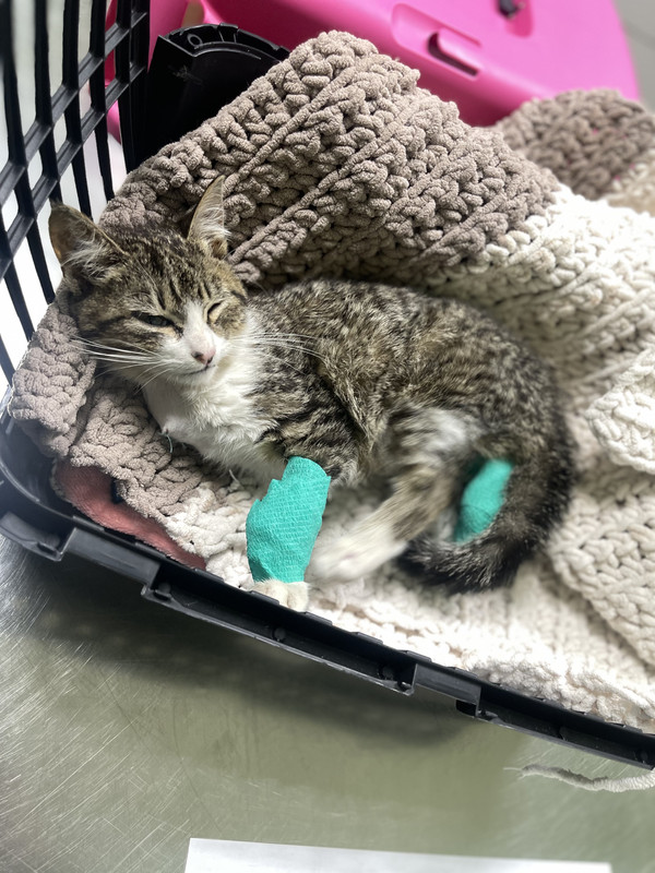 1ED7833F-D0C2-4001-A85A-D2C92BE39D9F