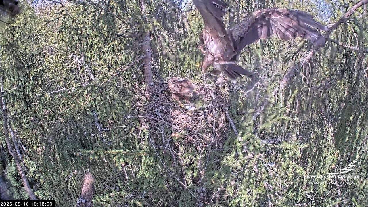 LVM mazais ērglis Lisiņa, egle2 – Lesser Spotted Eagle 14-25-9 screenshot