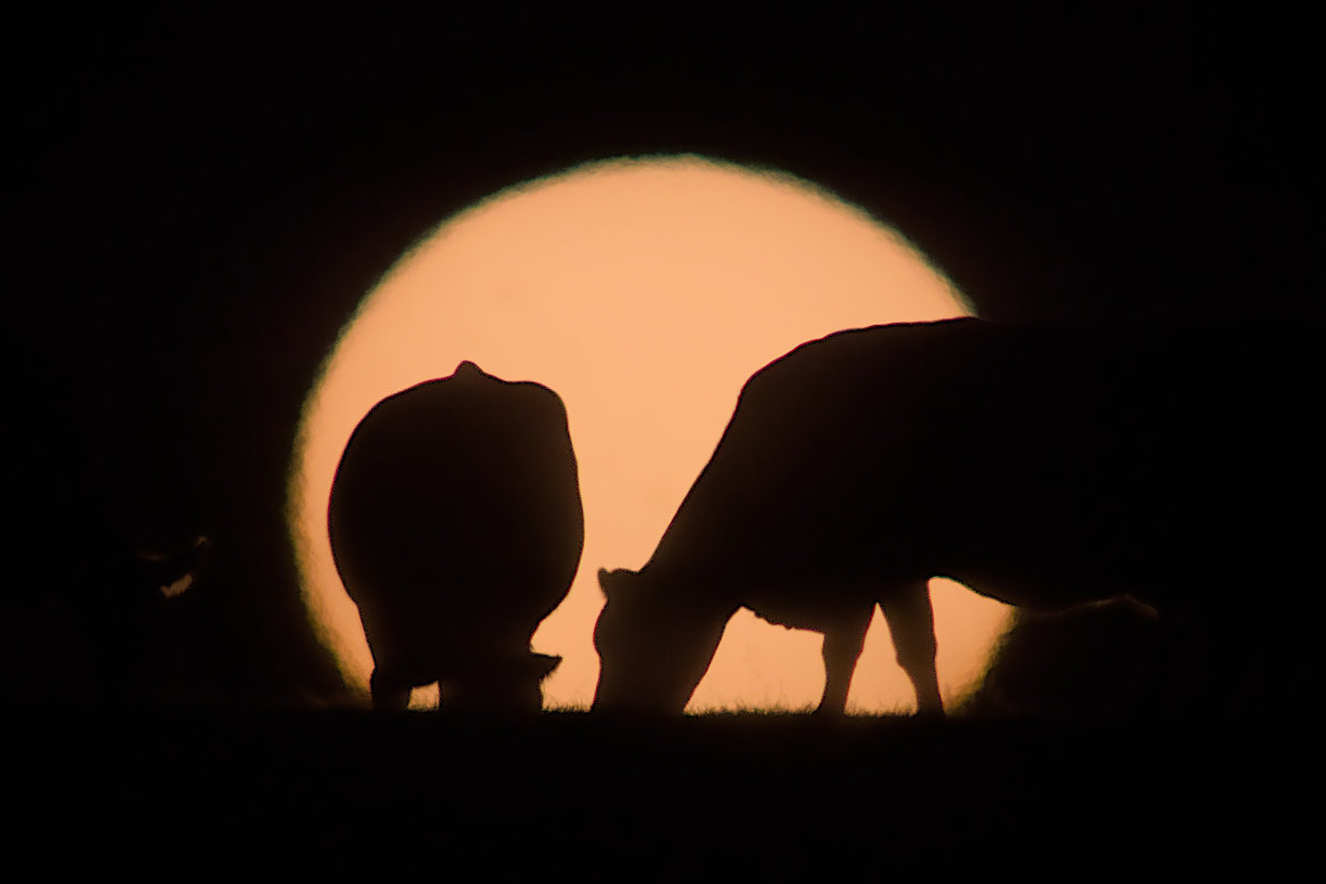 https://i.postimg.cc/y83CJ3tf/208-Vaches-p.jpg