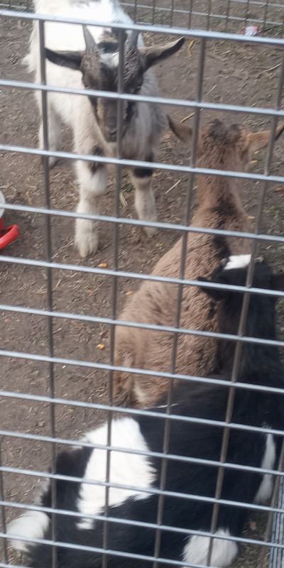 Kép
