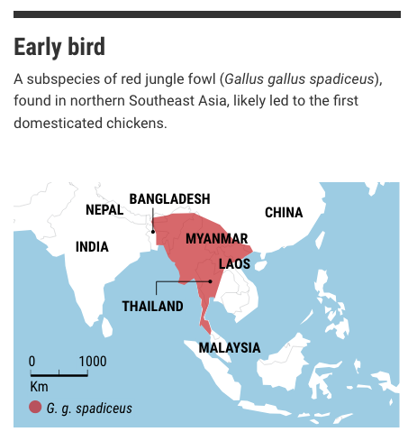 SCIENCE! "The chicken first crossed the road in Southeast Asia ...