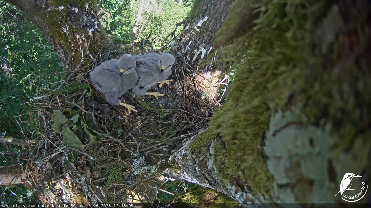 Melnās klijas (Milvus migrans) Kurzemē_ peļu klijāni (Buteo buteo) 8-11-12 screenshot