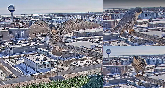 UW Oshkosh Peregrine Przechwytywanie-w-trybie-pe-noekranowym-24-01-2022-204551