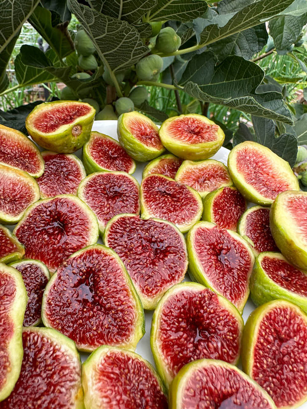 figs-923.jpg