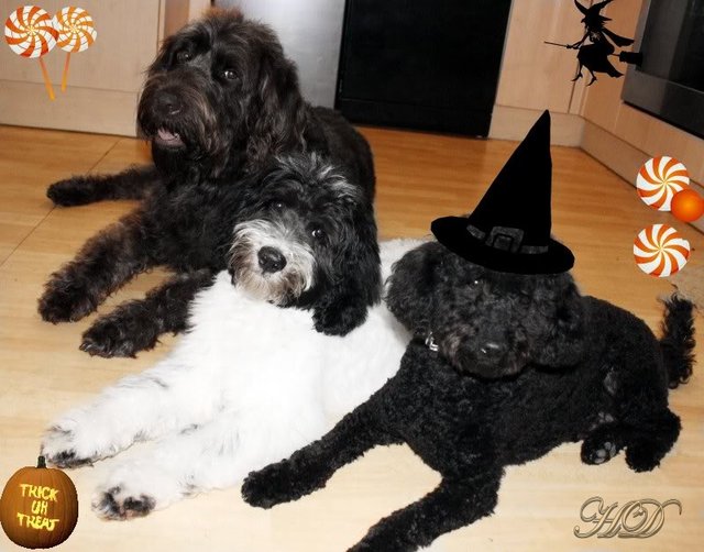 Digss-scruff-stan-Halloween-HD.jpg