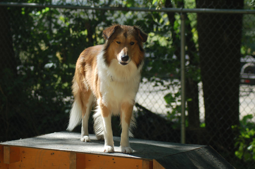 dog-stock-243-by-jaded-night-stock-d5fntv1-fullview.jpg