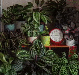 GIFs-11