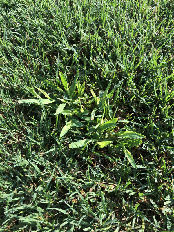 Nutsedge and Crabgrass out of no where! Lawn Care Forum