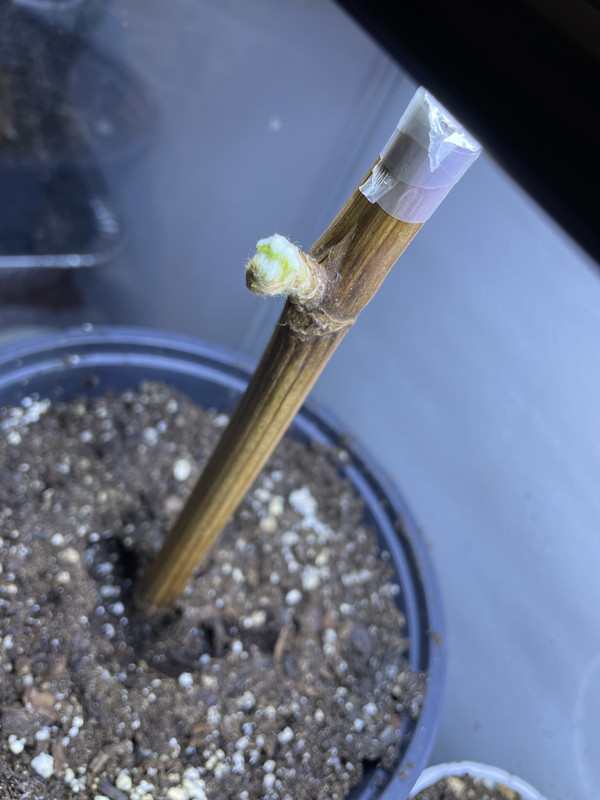 A57B39E6-F438-45DF-B23A-D00F59C5ABC0