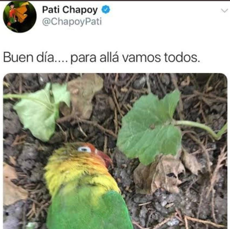 Reviven polémico meme de Pati Chapoy tras foto de Pedro Sola en el hospital