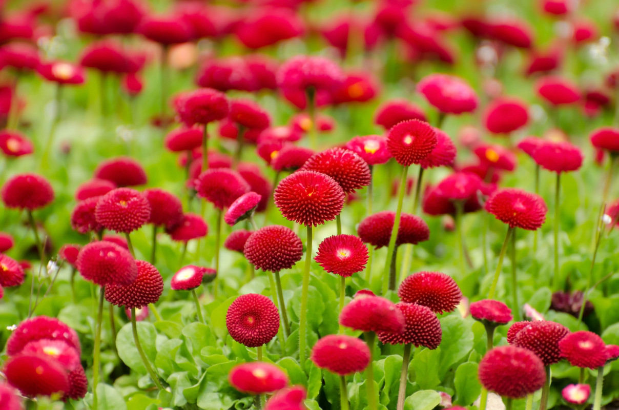 Flowersred-Field.jpg