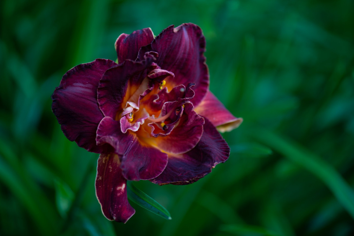 IMG-466c113c337715ffefe1a196917887e4-V