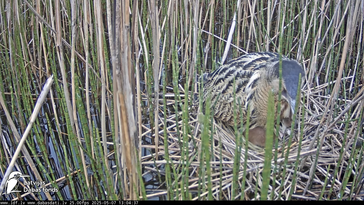 LDF Lielais dumpis (Botaurus stellaris) Zemītes pagastā 11-11-42 screenshot
