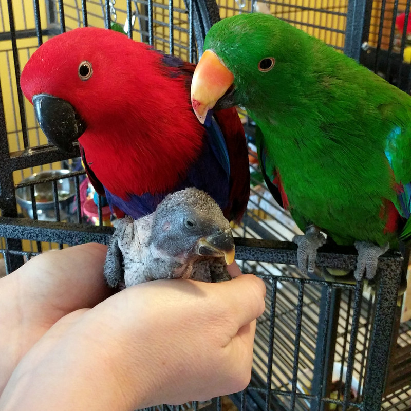 Eclectus-Rosie-Rollie-Baby-Ranger.jpg