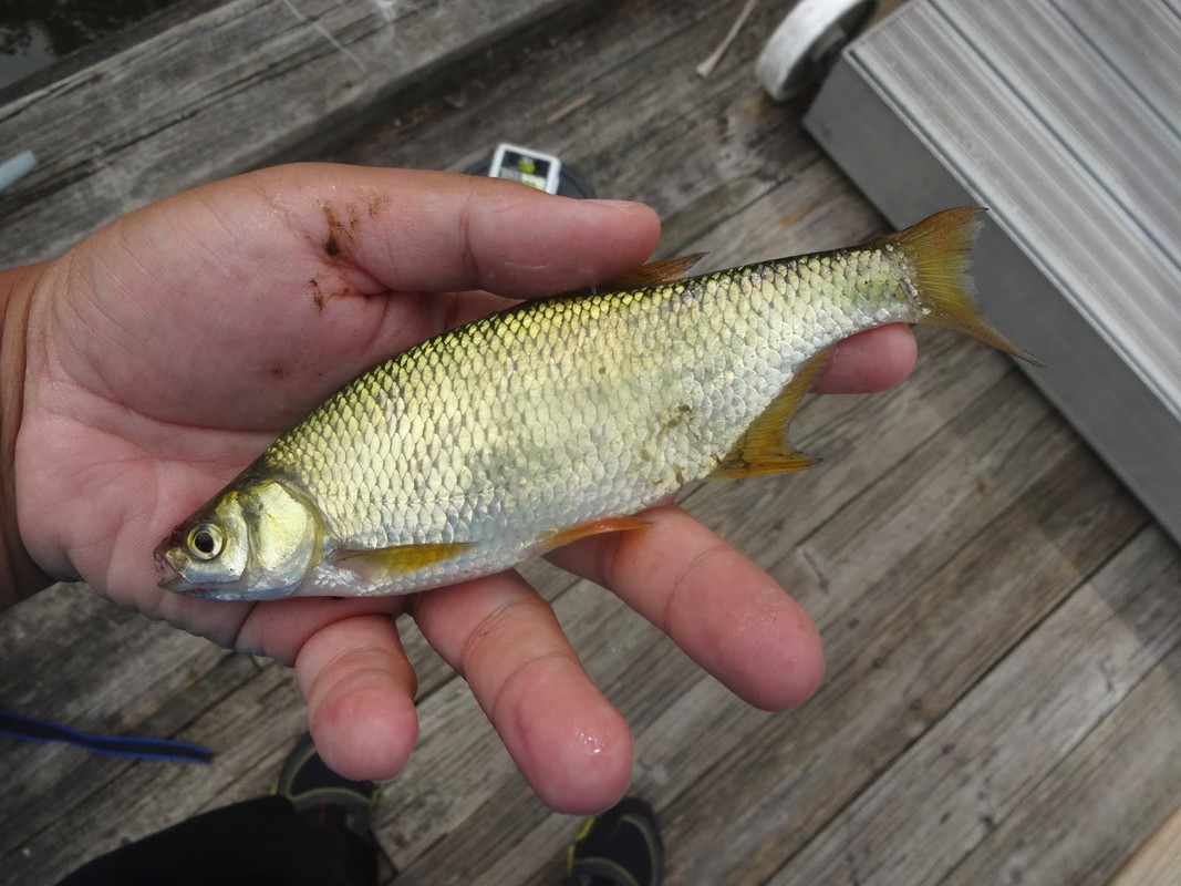 Golden Shiner
