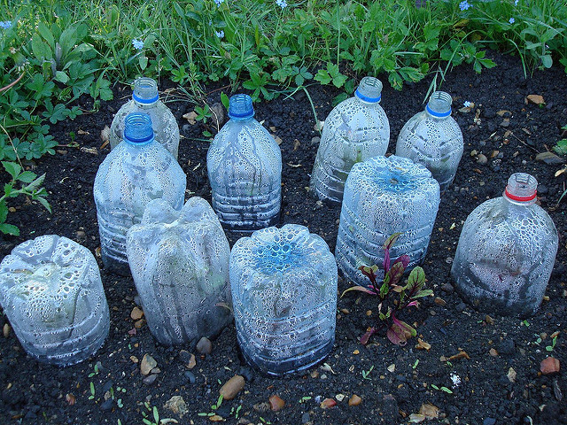Plastic-water-bottles-cloches-Mandy-Prow