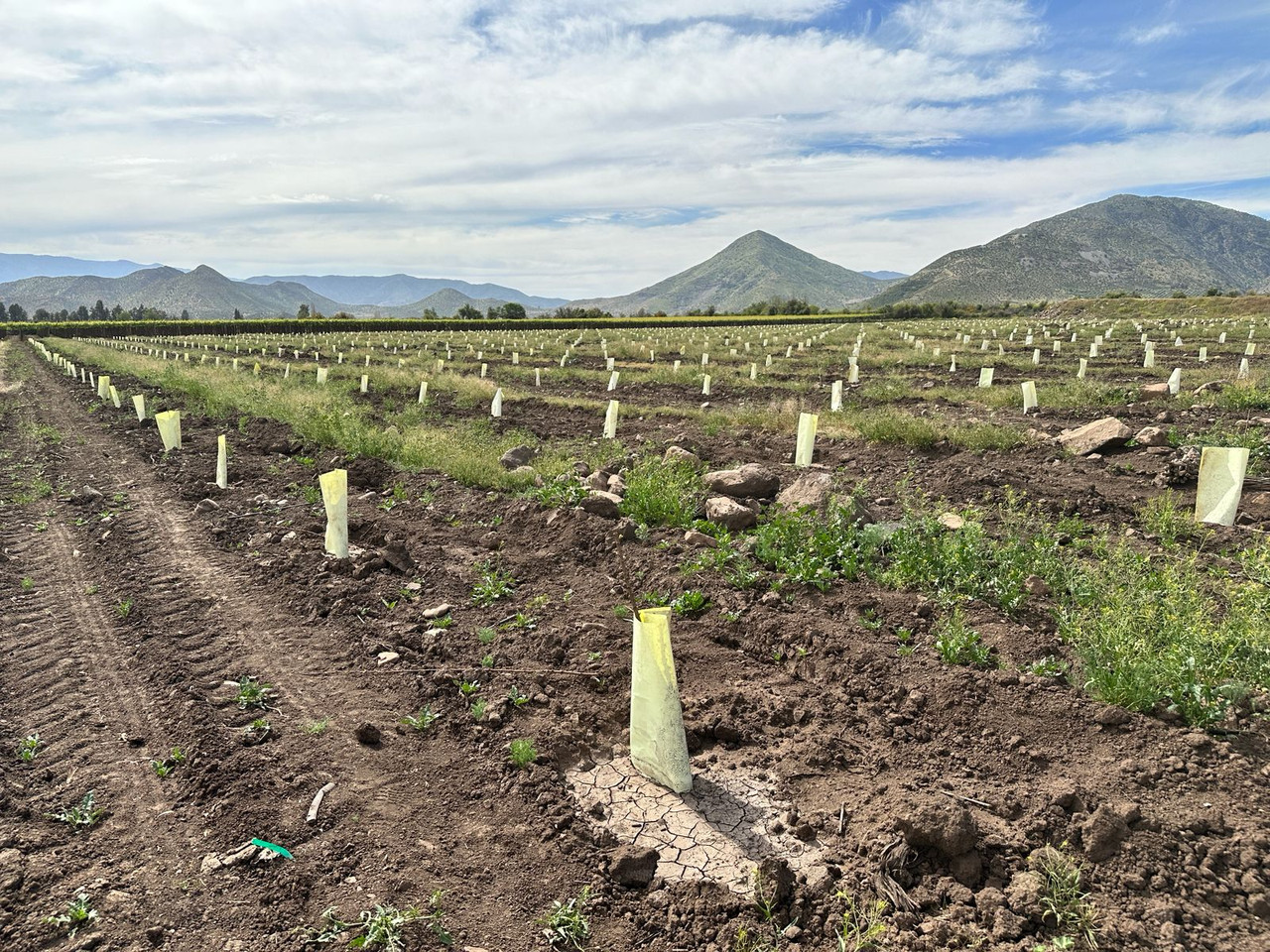 Proyecto tecnológico 4