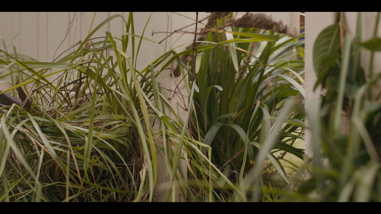 Lady and the Tramp [720p]_Video