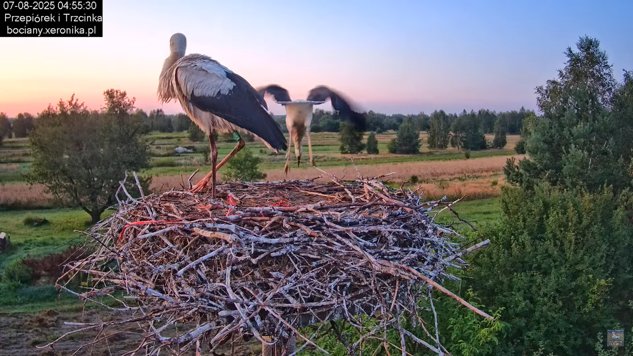 07082025bociany5