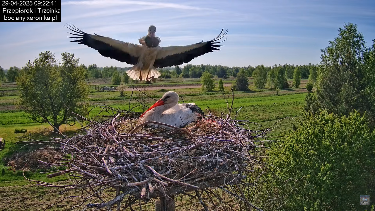 29042025bociany17