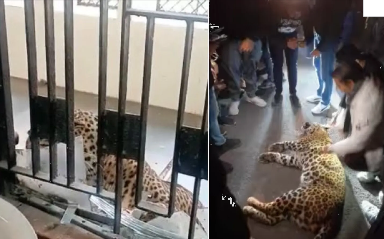 Leopardo ataca un tribunal en India, dejó varios heridos graves a su paso