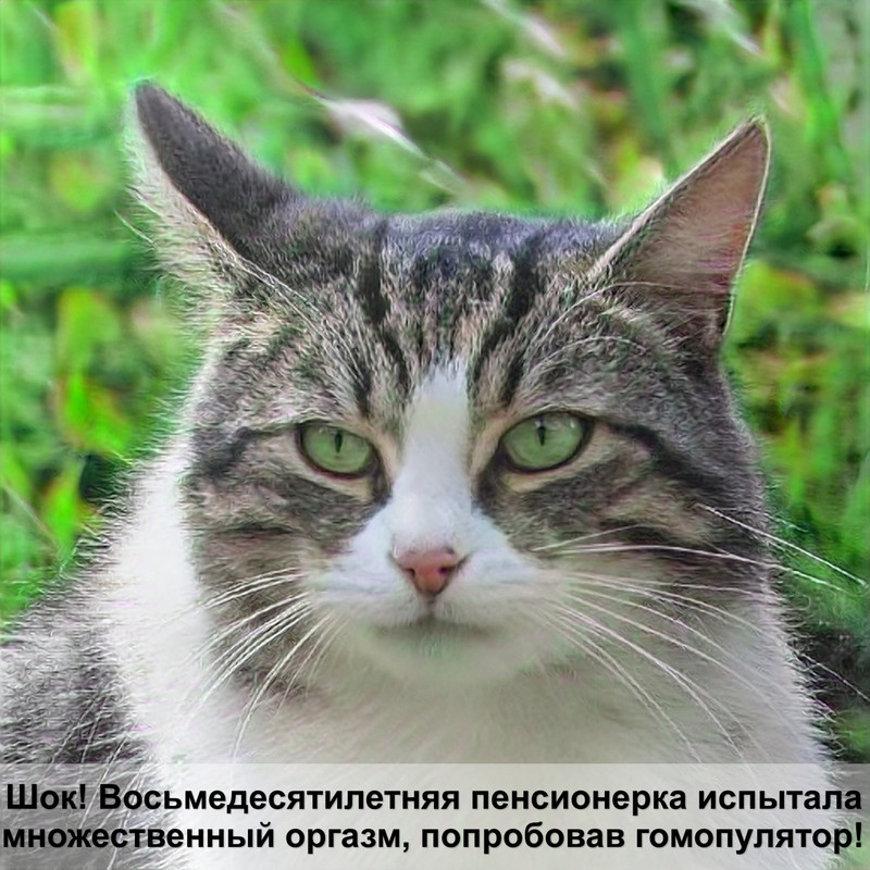 gps ошейник для кошек