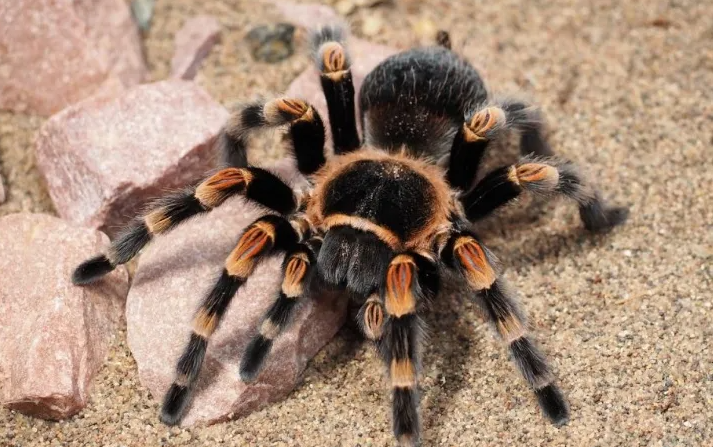 Animales exóticos por correo, un comercio mundial sin control