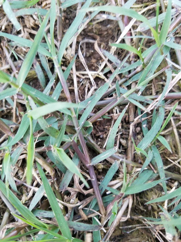 Purple Stems And Runners The Lawn Forum Purple Stems And Runners The Lawn Forum