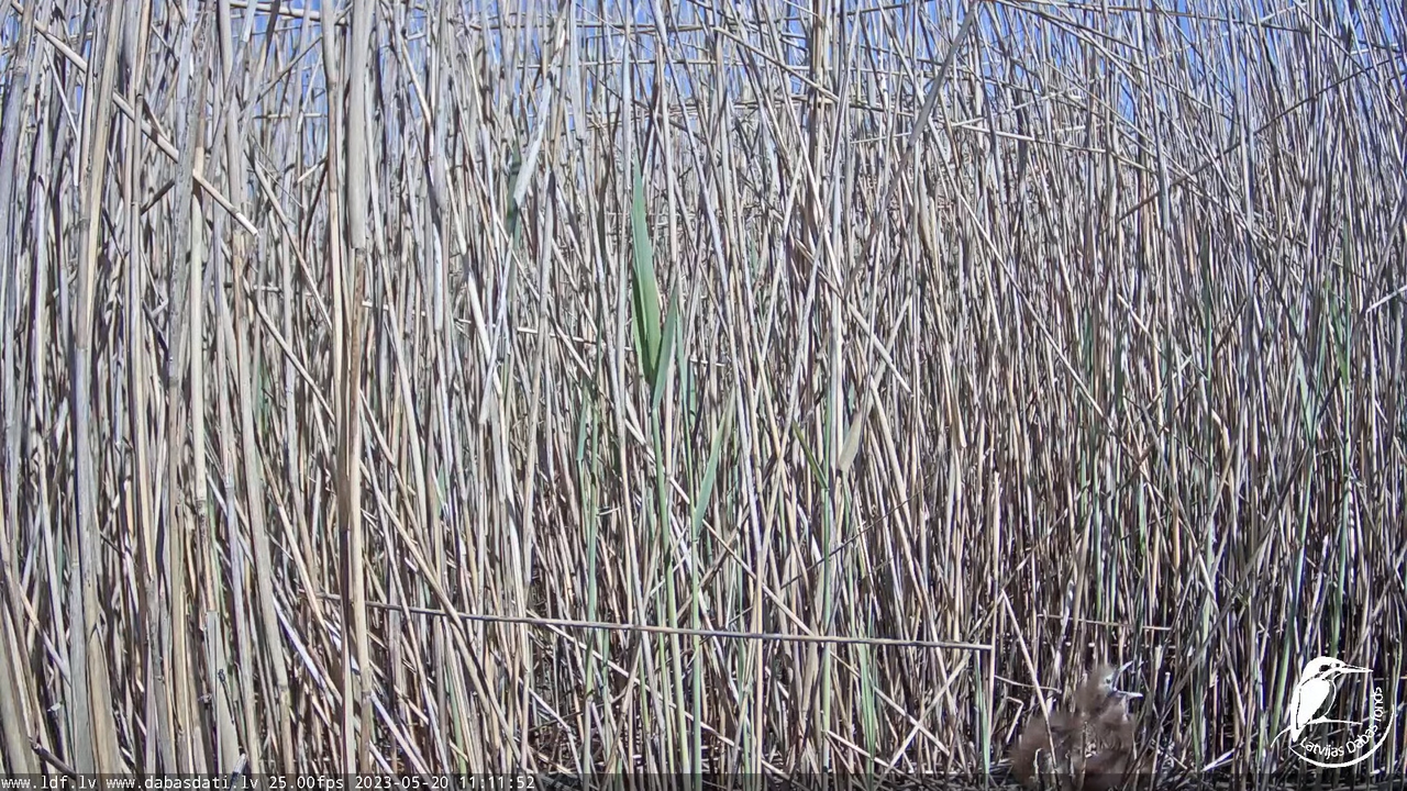 Lielais dumpis (Botaurus stellaris) Engurē - LDF tiešraide 8-16-32 screenshot