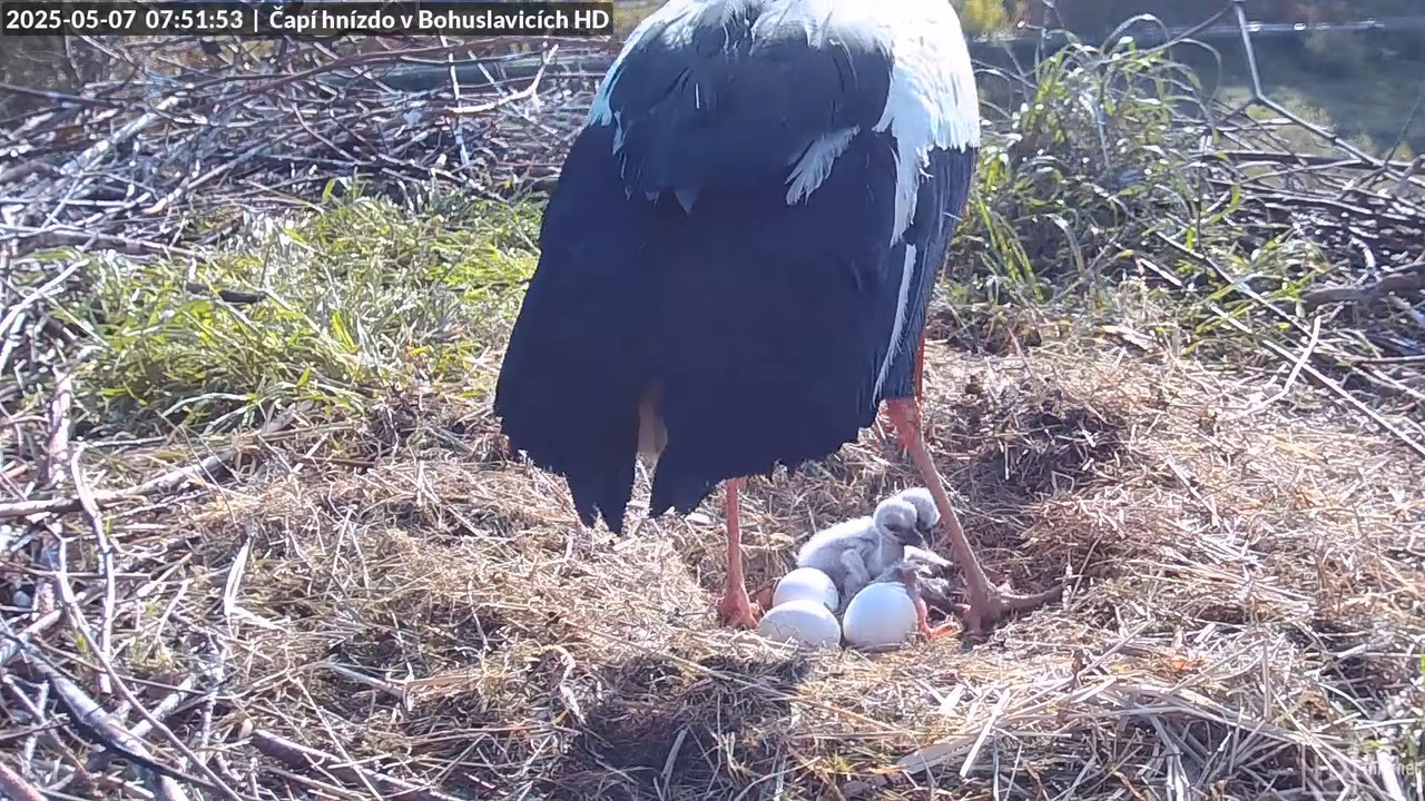 Živě z čapího komína v Bohuslavicích u Trutnova v HD 11-46-58 screenshot