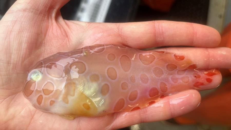 Ледяная рыба с кольчатыми пятнами Crystallichthys cyclospilus Ледяная рыба с кольчатыми пятнами Crystallichthys cyclospilus