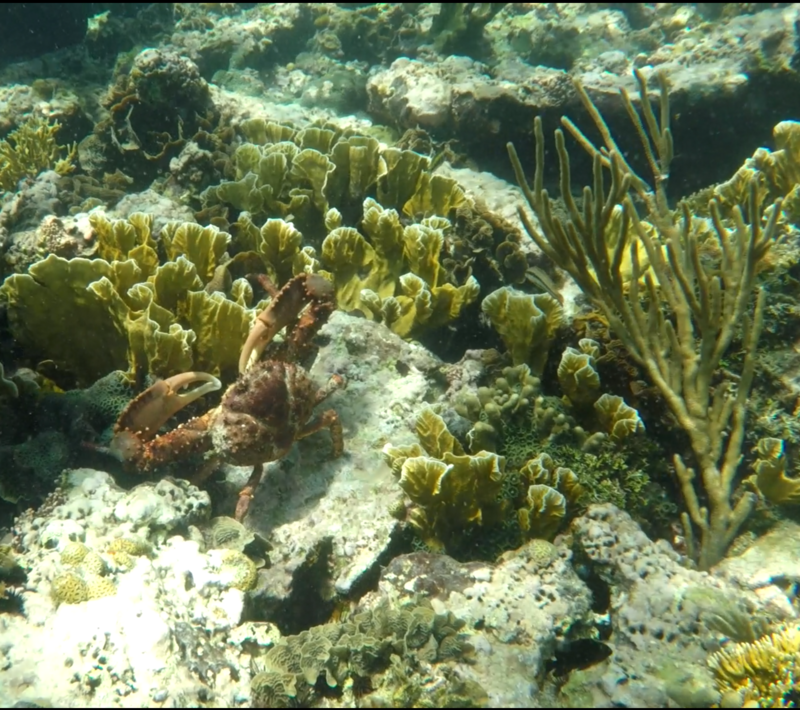 3 semanas Costa Rica en autobús 2018 Oct - Blogs de Costa Rica - Día 6. Bocas del Toro - tour islas (3)