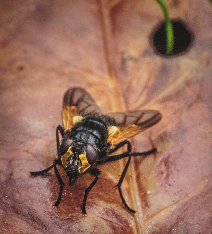 Mesembrina meridiana (Muscid Fly) - 1839 - No Fixer