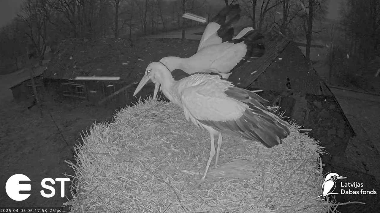(16) Baltie stārķi (Ciconia ciconia) Tukuma novadā __ White storks in Tukums, Latvia - YouTube - 794