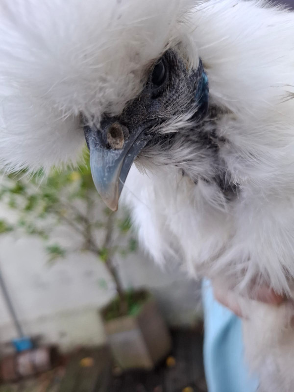 Afbeelding van WhatsApp op 2024-11-30 om 15.01.13_495eb1ff