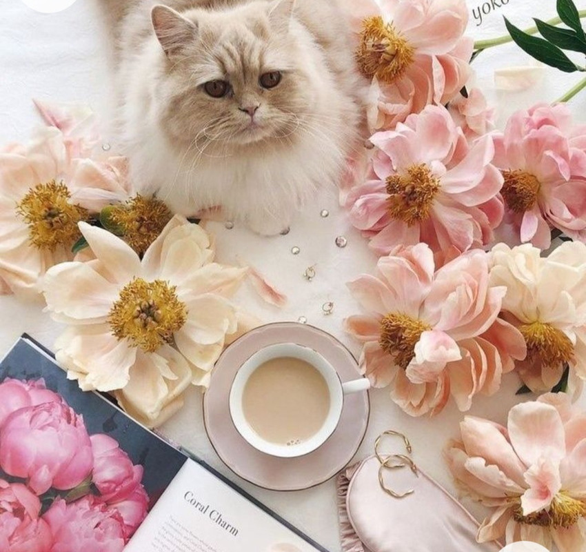 Screenshot_20221227_012525_Chrome