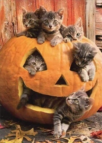Fall-Cats-Pumpkin