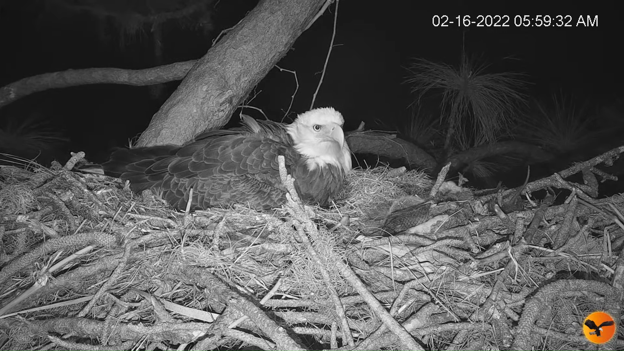 EC Nest Cam 13-59-9 screenshot (1)