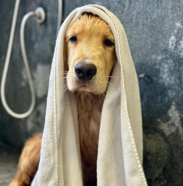Cão atendido no Banho Prime — foto 7