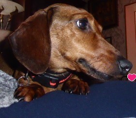 [Image: P1050719-TIBOUTCHOU.jpg]