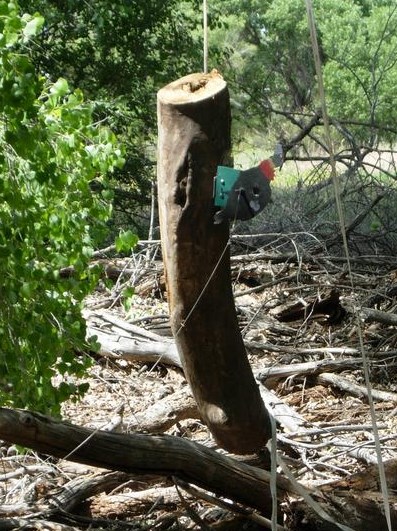 swinging log