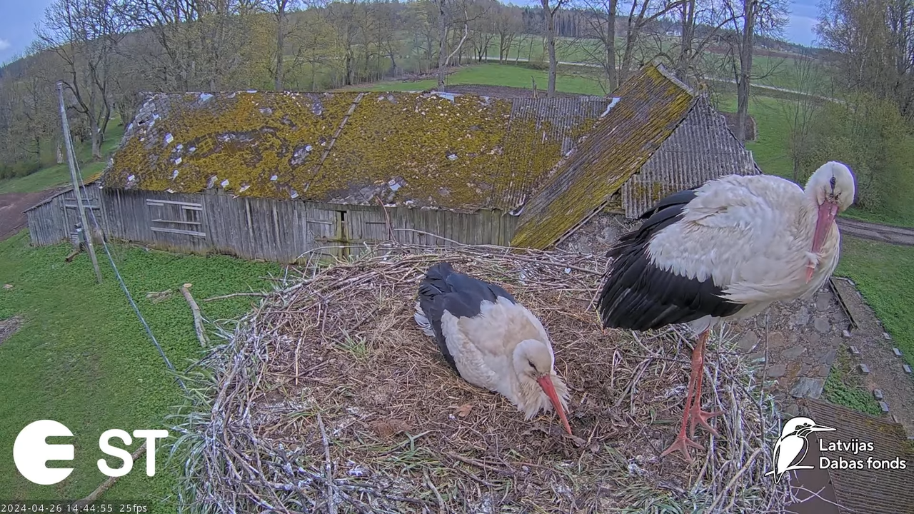 Baltie stārķi (Ciconia ciconia) Tukuma novadā - LDF tiešraide __ White storks in Tukums, Latvia 8-51