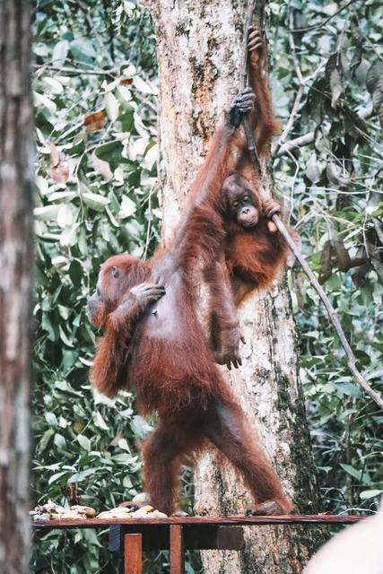 Singapur e Indonesia 2018 - Blogs de Indonesia - Borneo (P.N. Tanjung Puting) (16)
