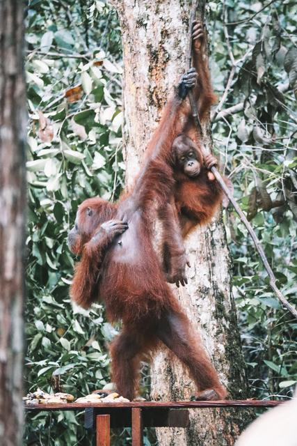 Borneo (P.N. Tanjung Puting) - Singapur e Indonesia 2018 (16)