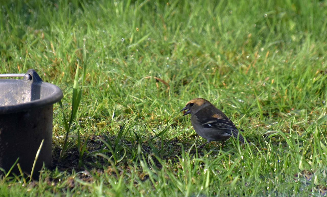 DSC_0012AMB2-4-24