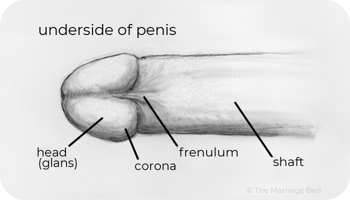 penis1c[1]